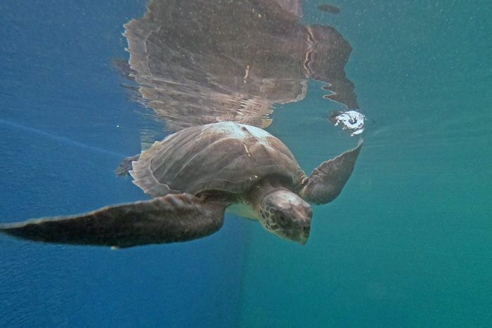 Turtle patient Kaamil in the tank at the Sea Turtle Rehabilitation Centre. Image.