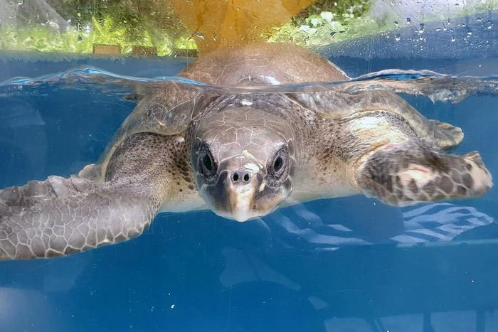 Turtle patient Pickle recovering in tank. Image.