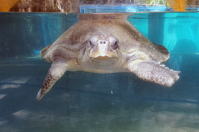 Turtle patient Pickle in the tank. Image.