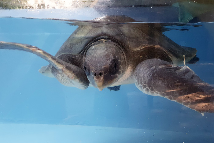 Turtle patient Atlast in the tank at the Turtle Rescue Centre. Image.