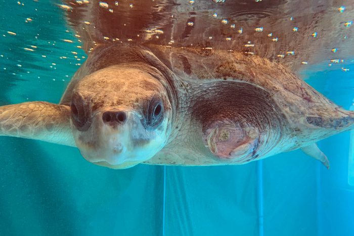 Flipper amputee Kalo in the tank at the Rescue Centre. Image.