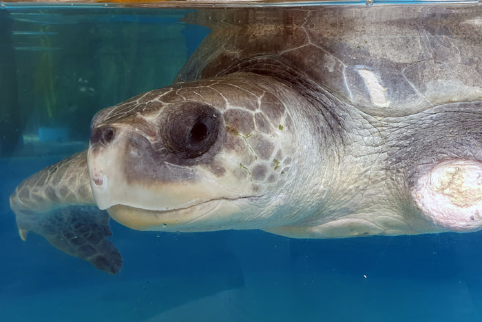 Turtle patient Kalo in his tank. Image.