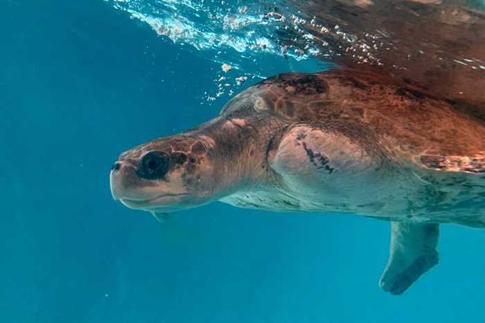 Turtle patient Kalo in the rescue centre tank. Image.