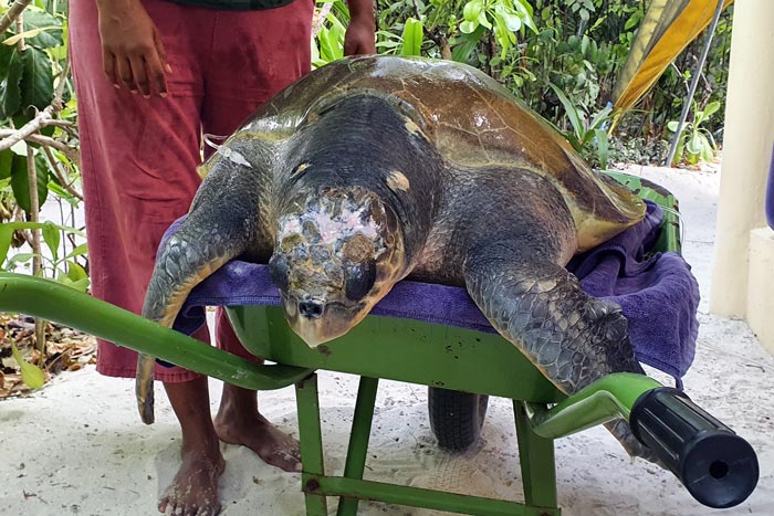 Turtle patient Sumo in the wheelbarrow. Image.