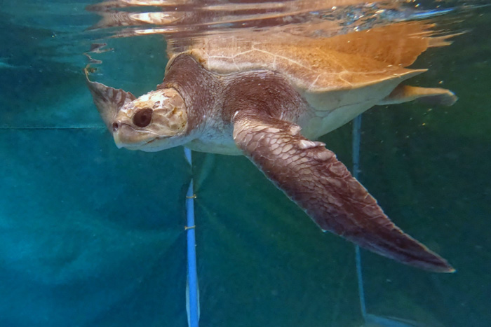 Turtle patient Sumo in her tank. Image.