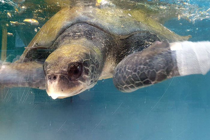 Turtle patient Kalo with bandages. Image.