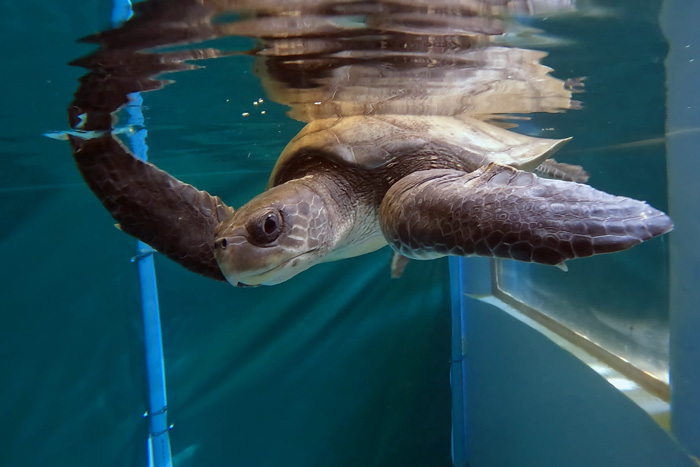 Turtle patient atlas in her tank. Image.