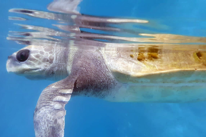 Turtle patient Hera in her tank. Image.