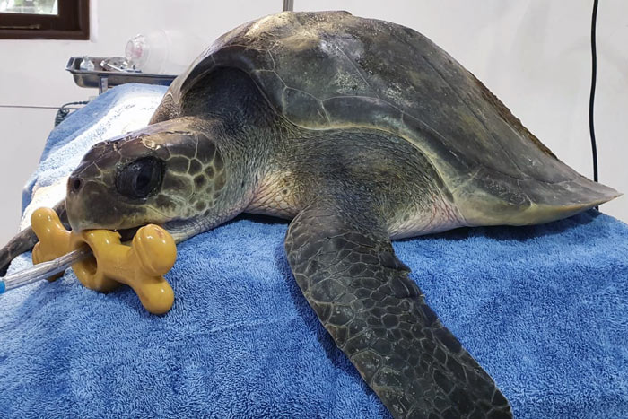 Turtle patient Percy recovering from surgery. Image.