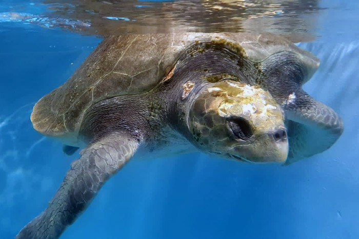 Turtle patient Sumo with a cracked skull from a boat strike. Image.