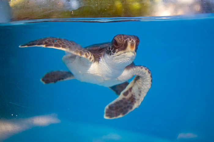 Turtle patient Loabi in her tank, flipper bent. Image.