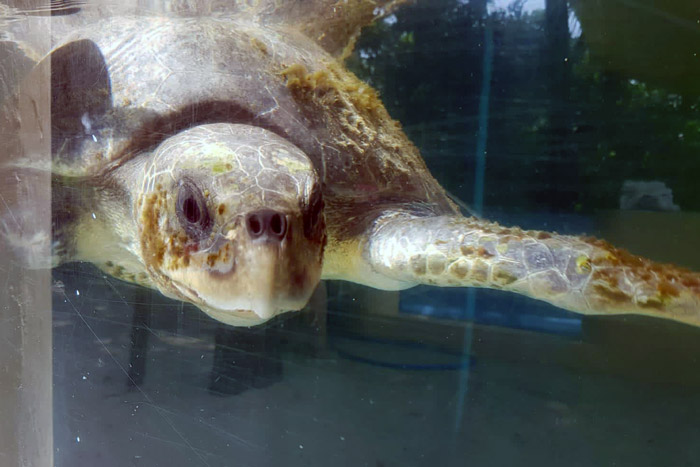 Turtle patient Jodie in her tank. Image.