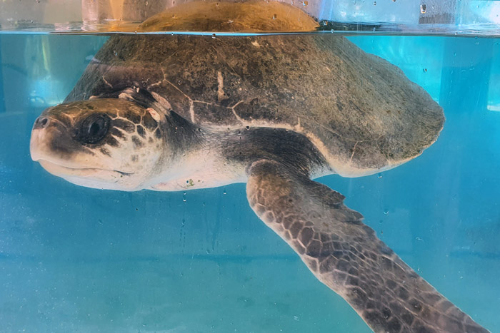 Turtle patient Jodie in her tank at teh Rescue Centre. Image.