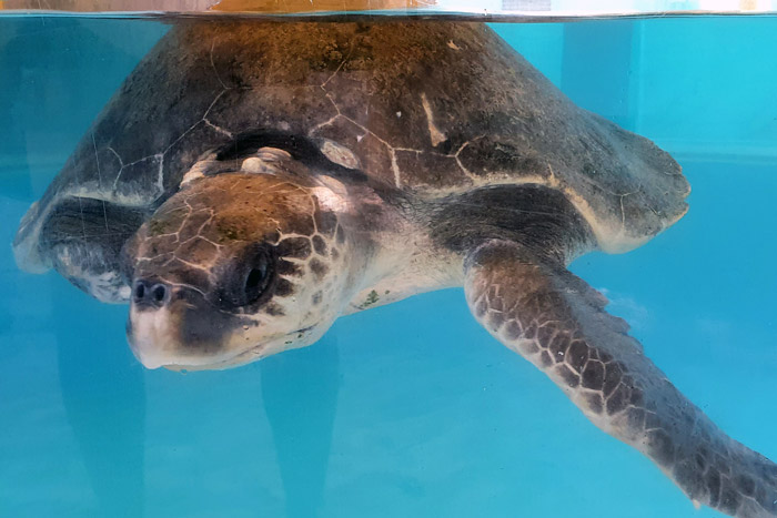 Turtle patient Jodie in her tank at teh Rescue Centre. Image.