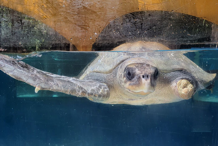 Turtle patient Kalo iin the tank. Image.