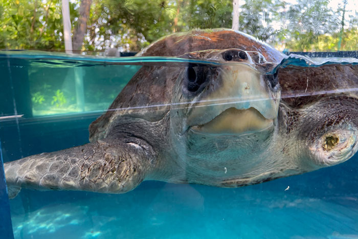 Turtle patient Kalo in the tank, facing the camera. Image.