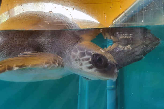 Turtle patient Mojo recovering in the tank. Image.