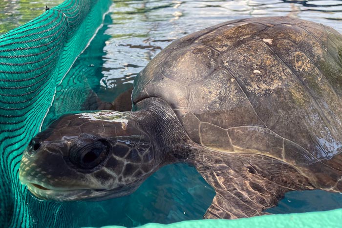 Turtle patient Moon in her tank. Image.