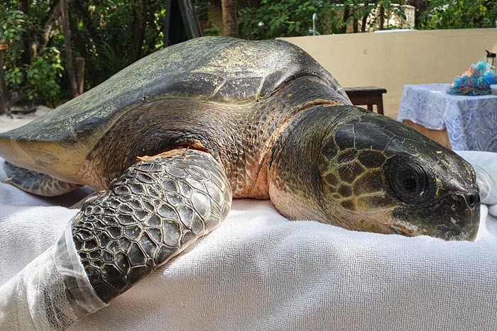 Turtle patient Tawny with bandaged flippers. Image.