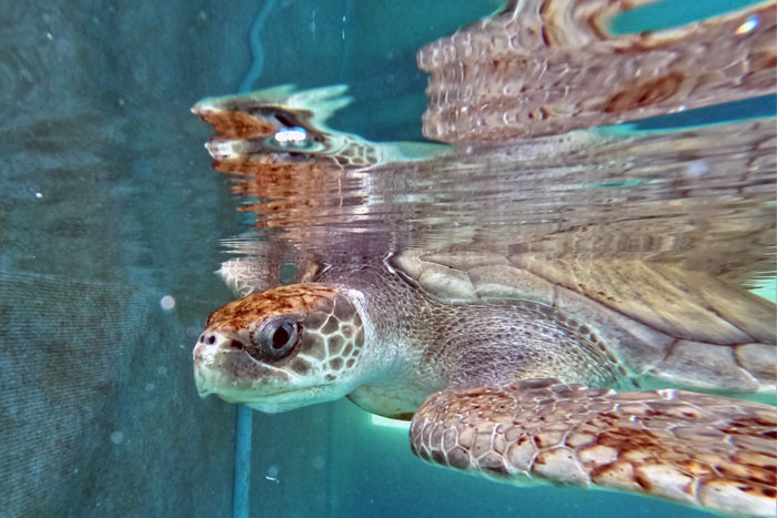 Turtle patient Zeo in his tank. Image.