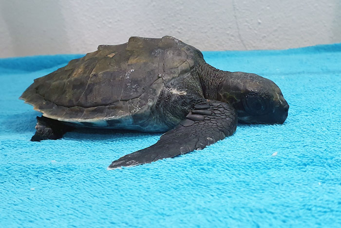 Izzy, a post-hatchling olive ridley turtle. Image.