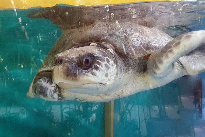 Turtle patient Jodie in her tank. Image.