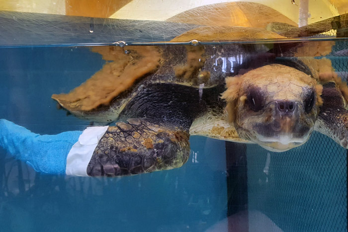 Turtle patient Mariyambu with bandaged right flipper.