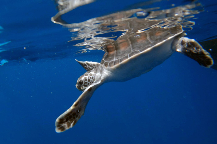 Turtle patient Loabi being released. Image.