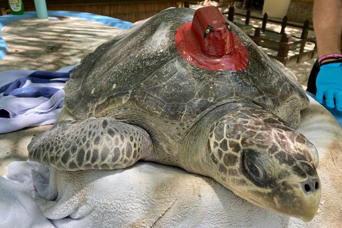 Turtle patient Autumn fitted with a satellite tag and ready for release. Image.