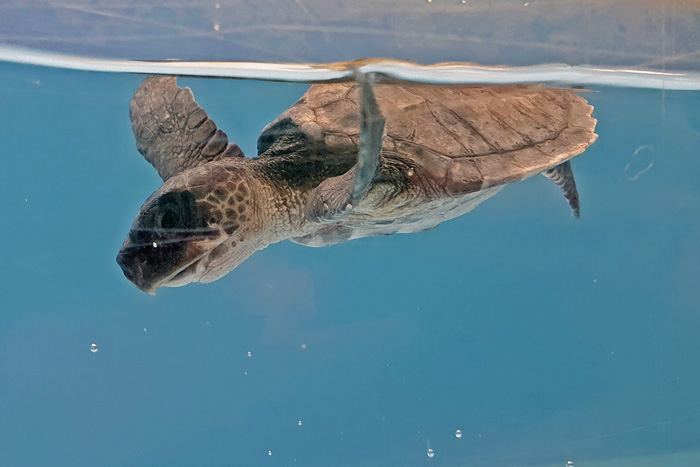 Turtle patient Izzy trying to diver in her tank. Image.