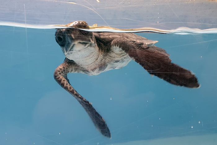 Turtle patient Izzy with a grimpy face.