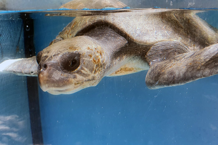 Turtle patient Mariyambu in her tank.