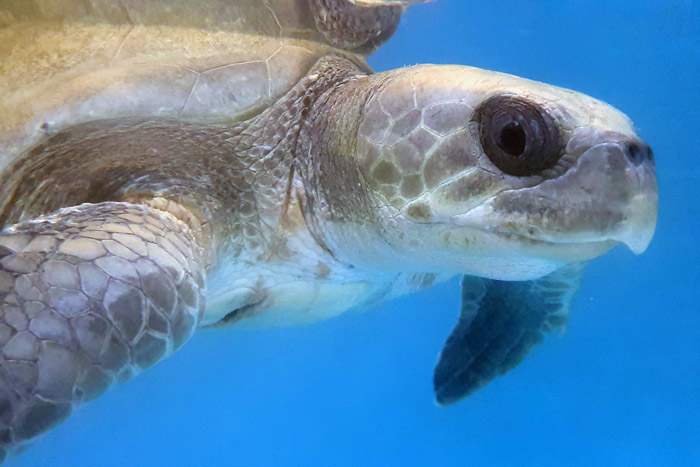 Tawny in her tank shortly beforfe her release. Image.