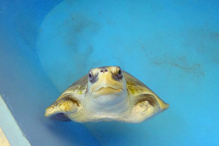 Turtle patient Heidi in his tank.