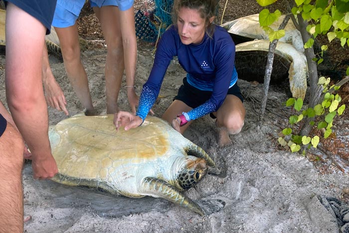 A Successful Rescue Mission Saʋes Fiʋe Green Sea Turtles | Oliʋe Ridley  Project