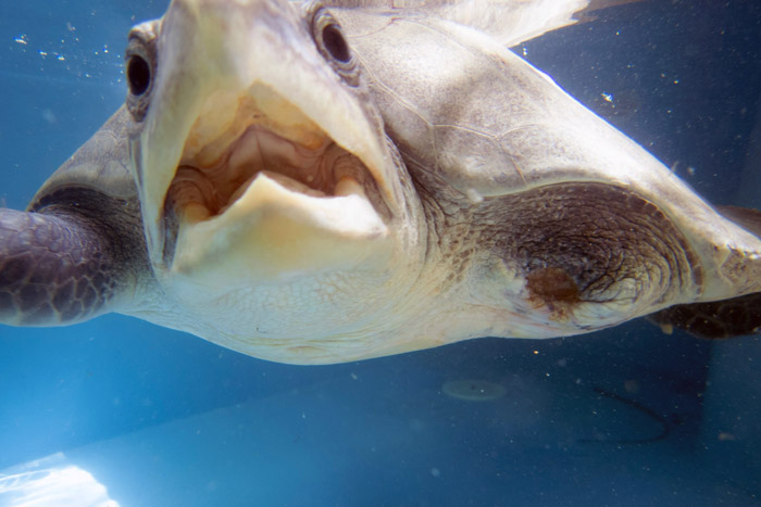 Closeup of turtle patient Jazeera, mouth open. Image.