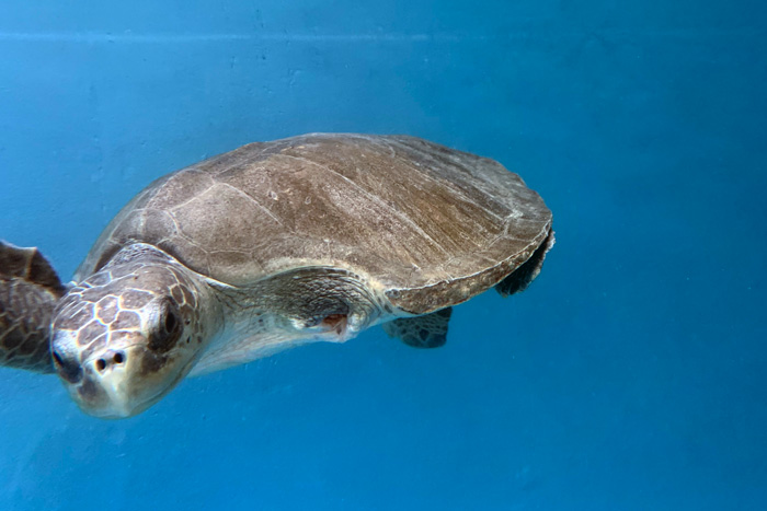 Turtle patient Jazeera in her tank. Image.