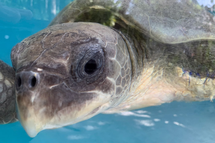 Close-up of turtle patient Jazeera. Image.