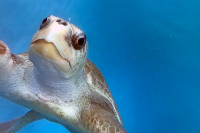 Turtle patient Jazeera in the tank. Image.