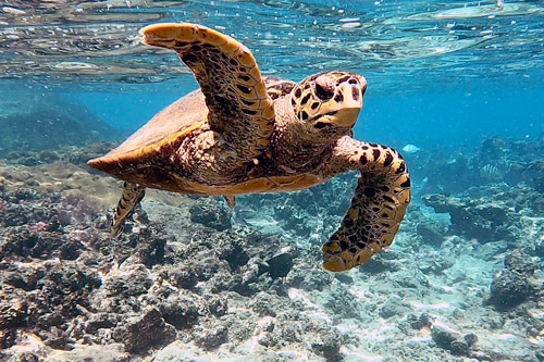 A hawksbill turtle with a raised flipper in the shallows, Seychelles. Image.