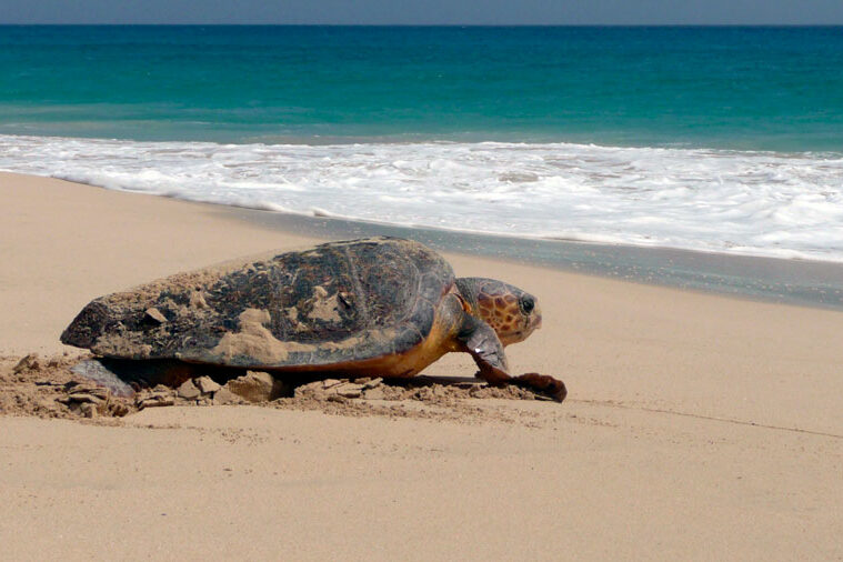 Loggerhead turtle returning to sea after nesting. Image.