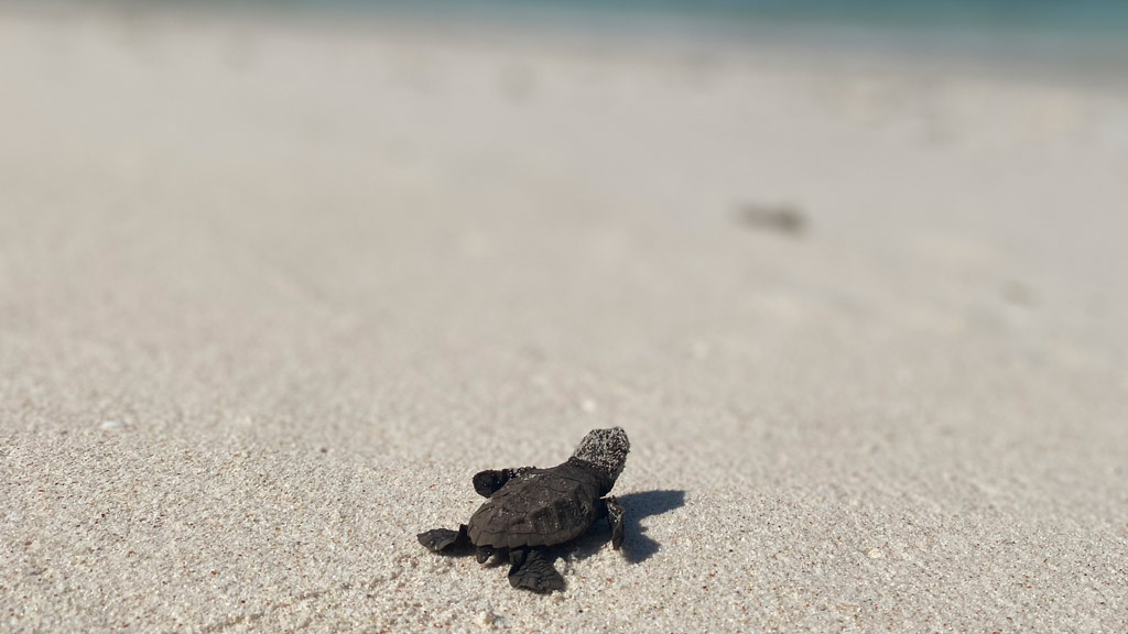 A sea turtle hatchling making its way to the sea, Seychelles. Image.