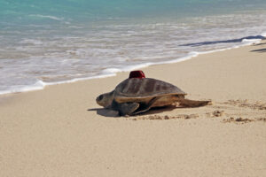 Turtle patient Muraka, an olive ridley, being released with a satellite tag from the beach in Maldives. Image.