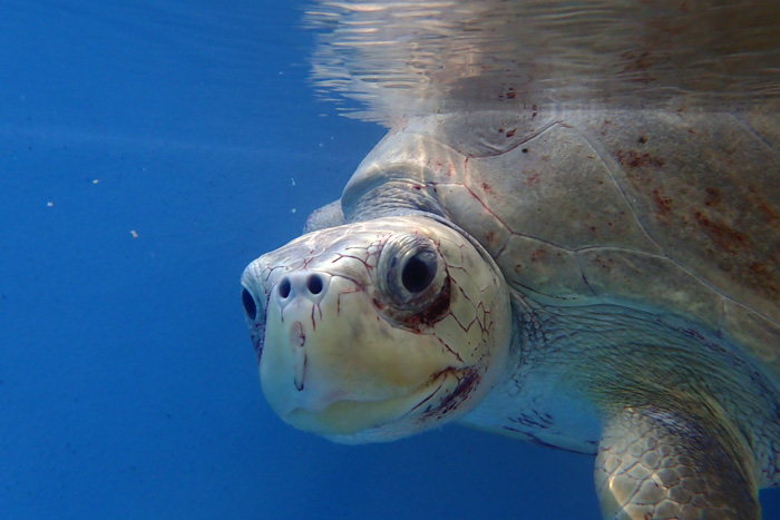 Turtle patient Fida smiling at the camera. Image.