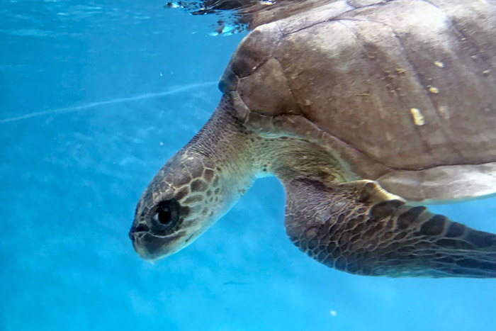 Turtle patient Fida in her tank. Image.