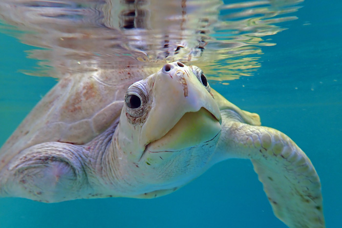 Turtle patient Fida in the tank, facing camera, smiling. Right flipper missing. Image.