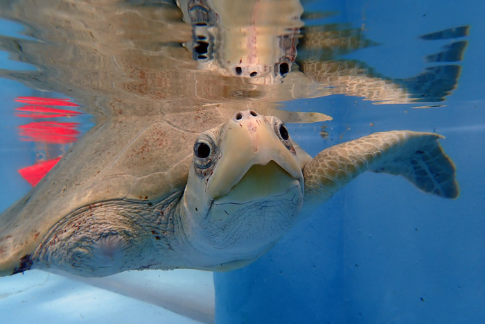 Turtle patient Fida in the tank at the Rescue Centre. Image.