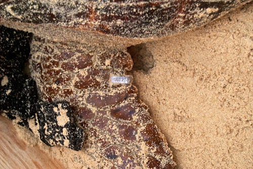 Metal flipper tag in a loggerhead turtle, Boavista, Cape Verde. Image.