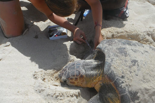 A scientist placing a PIT tag on a loggerhead turtle that just finished laying eggs. Boavista, Cape Verde. Image.