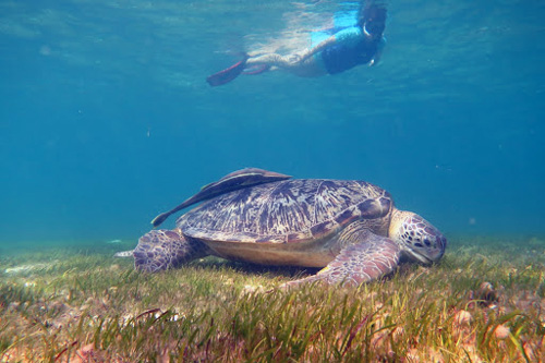 Snorkeler and a foraging sea turtle in a shallow lagoon in the Maldives. Image.